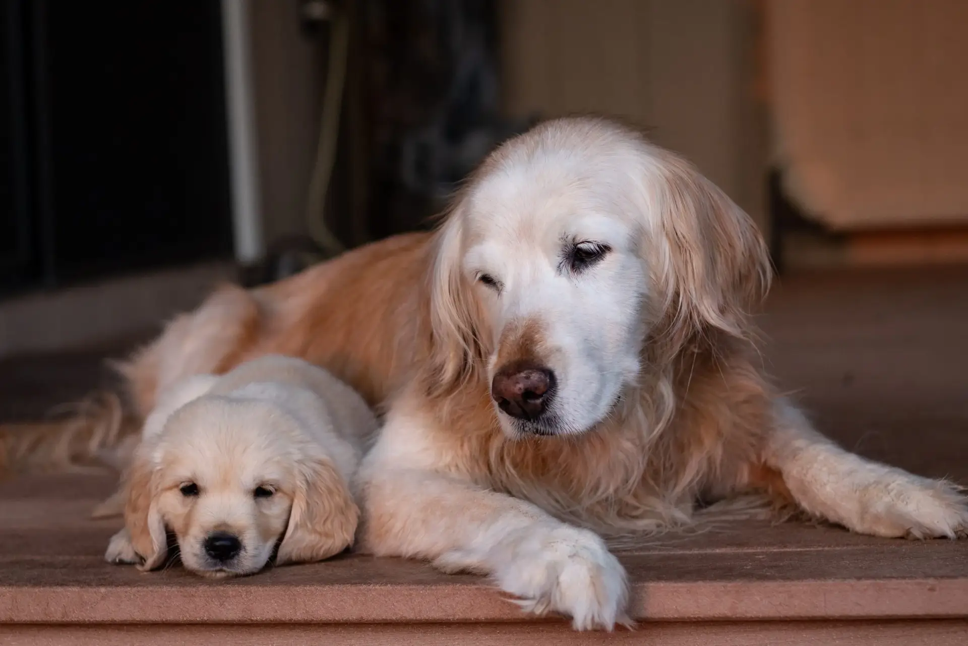 Senior dog with owner